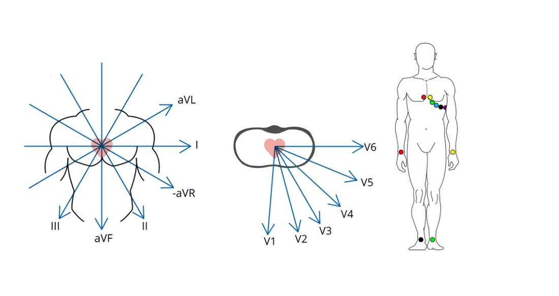 EKG - Derivasyonlar ve Düzlemler